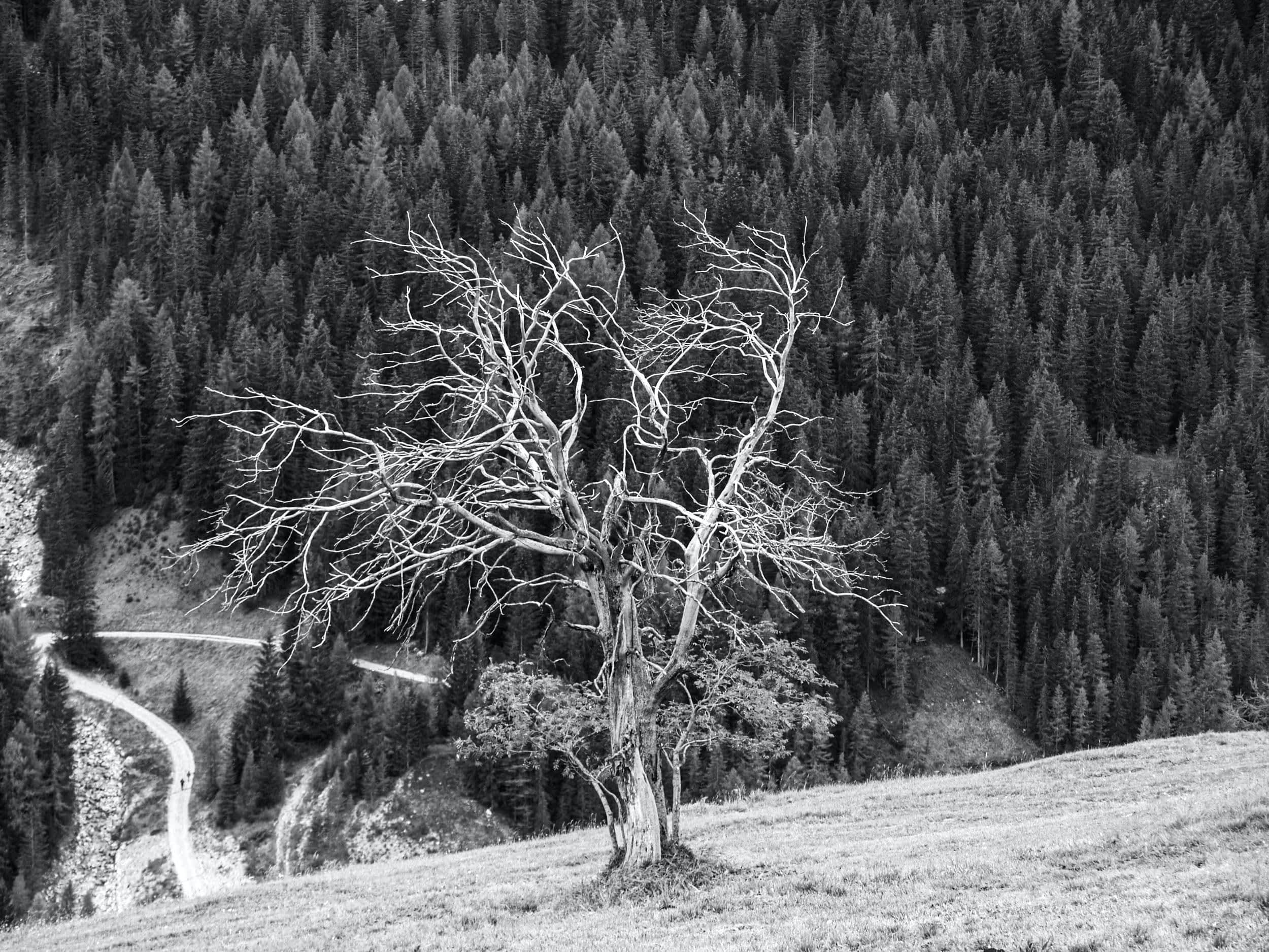 Grand Targhee Solitary Tree