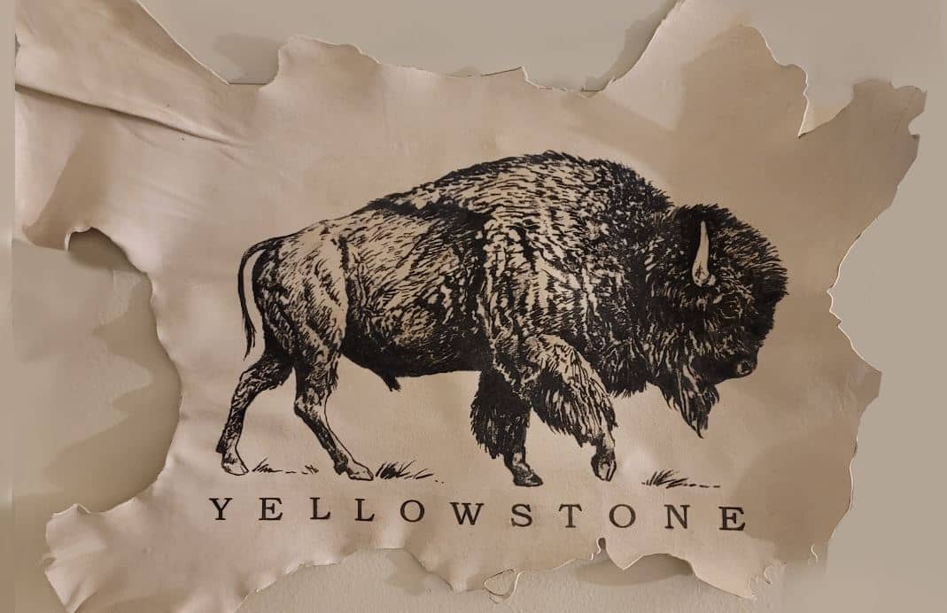 don matteson yellowstone buffalo on white buckskin